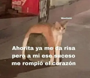 Meme gato